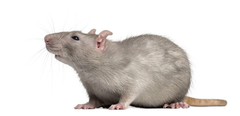 Domestic rat, looking away, isolated on white
