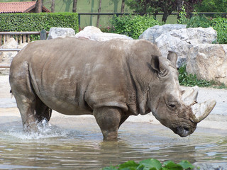 Obraz premium Rinoceronte