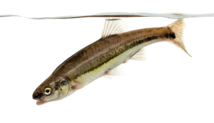 Side view of an Eurasian minnow swimming down, under water line