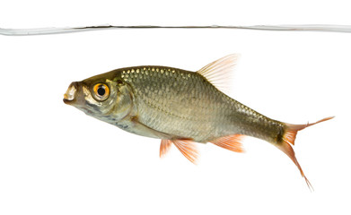 Common roach swimming under water line, mouth open, Rutilus ruti