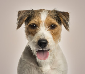 Close-up of a Parson russel terrier panting, looking at the came