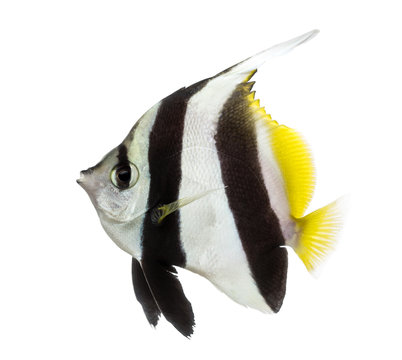 Side view of a Pennant Coralfish, Heniochus acuminatus