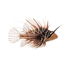 Side view of a Broadbarred firefish, Pterois antennata