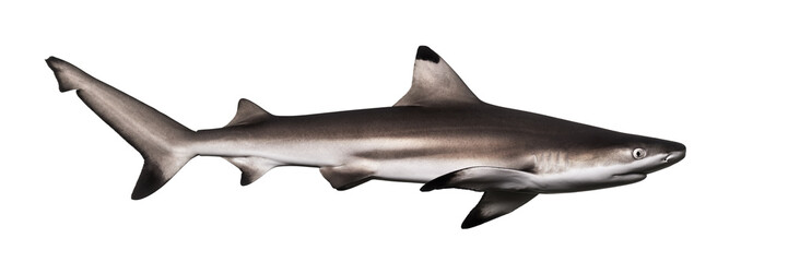 Obraz premium Widok z boku na rekina rafowego Blacktip, Carcharhinus melanopterus