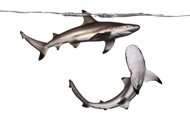 Blacktip reef shark viewed from below, Carcharhinus melanopterus