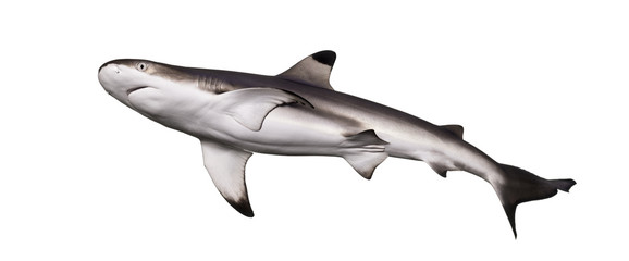Blacktip reef shark viewed from below, Carcharhinus melanopterus
