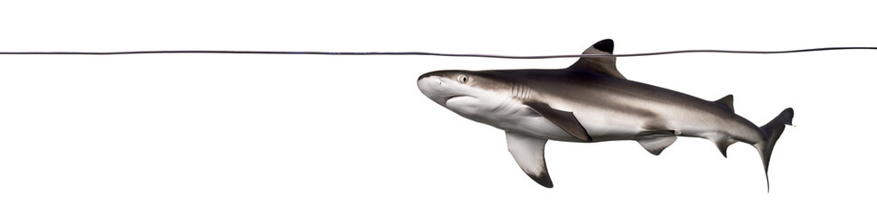 Obraz premium Blacktip reef shark swimming at the surface of the water