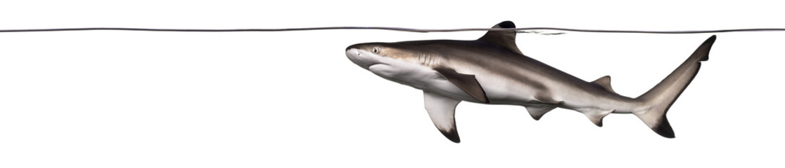 Blacktip reef shark swimming at the surface of the water