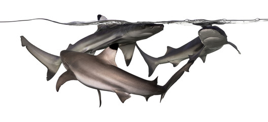 Fototapeta premium Three Blacktip reef sharks swimming at the surface of the water