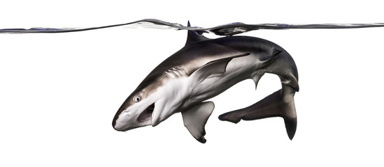Fototapeta premium Blacktip reef shark attacking, swimming down the surface