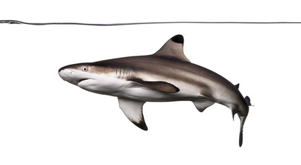 Obraz premium Rekin rafowy Blacktip pływający pod linią wody