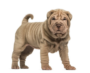 Shar Pei puppy standing, looking at the camera, isolated on whit