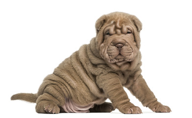 Shar Pei puppy sitting, looking at the camera, isolated on white © Eric Isselée