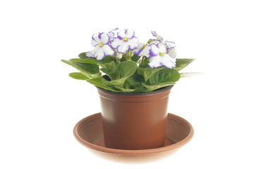 Blooming white violet in hers pot