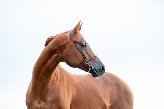 chestnut arabian stallion
