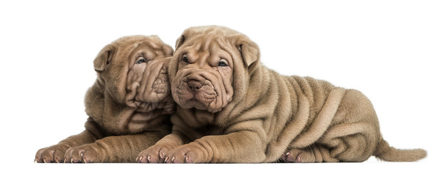 Shar Pei puppies lying, cuddling, isolated on white © Eric Isselée