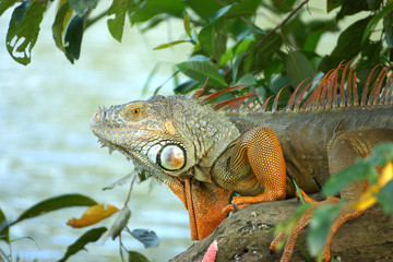 portrait of macro shot on iguana head