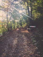 Empty park bench