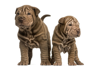 Front view of two Shar Pei puppies standing, isolated on white
