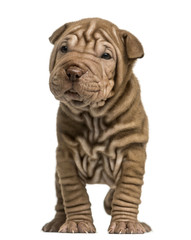 Front view of a Shar Pei puppy standing, isolated on white