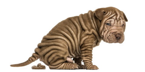 Side view of a Shar Pei puppy defecating, looking at the camera - obrazy, fototapety, plakaty