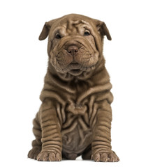 Shar Pei puppy sitting