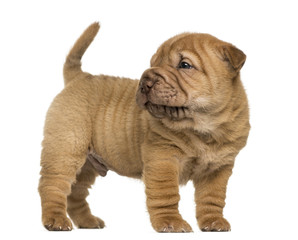 Shar Pei puppy standing, looking back, isolated on white