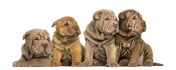Front view of Shar Pei puppies sitting in a row, looking away