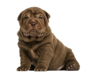 Shar Pei puppy sitting, looking at the camera, isolated on white