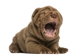 Obraz premium Shar Pei puppy lying down, yawning, isolated on white