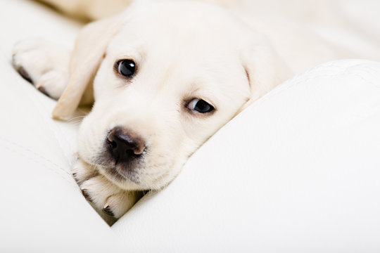 Close up of sad puppy of labrador lying on the sofa