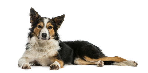 Border collie lying, looking at the camera, isolated on white - obrazy, fototapety, plakaty