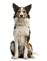 Front view of a Border collie sitting, looking at the camera