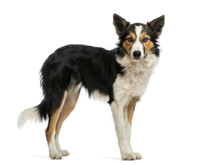 Border collie standing, looking at the camera, isolated on white