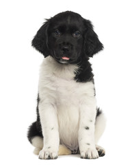 Front view of a Stabyhoun puppy sitting, tongue out