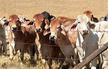 Barb wire fence restraining beef cattle cows on Australian ranch - obrazy, fototapety, plakaty