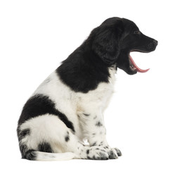 Side view of a Stabyhoun puppy sitting, yawning