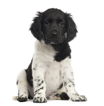 Stabyhoun puppy sitting, facing, looking at the camera