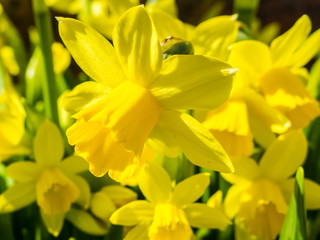 Fototapeta na wymiar Flowering yellow daffodils in flowerbed in spring.