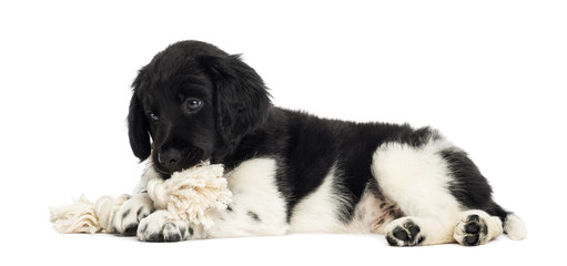 Stabyhoun puppy lying down, chewing a rope toy © Eric Isselée