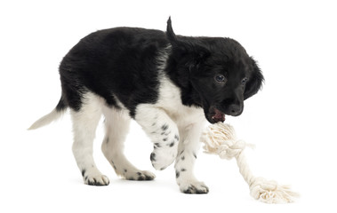 Stabyhoun puppy playing with a rope toy, isolated on white