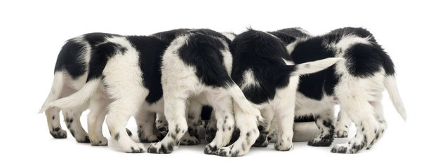 Rear view of a group of Stabyhoun puppies eating