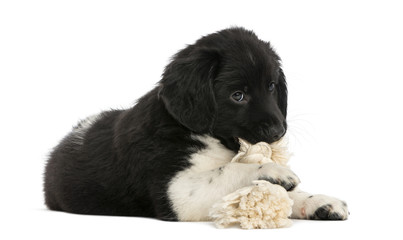 Stabyhoun puppy lying down, chewing a rope toy © Eric Isselée