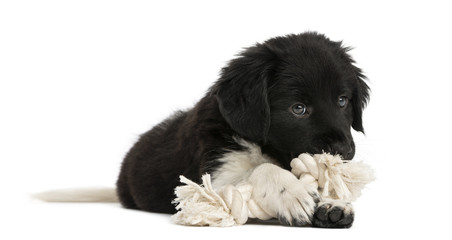 Stabyhoun puppy lying down, chewing a rope toy