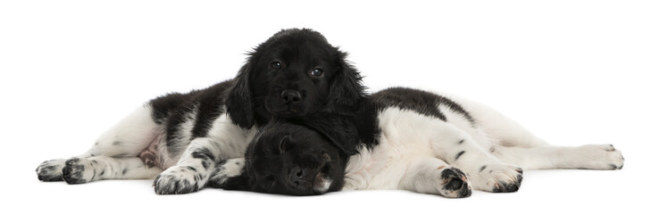 Stabyhoun puppies lying down together, resting © Eric Isselée