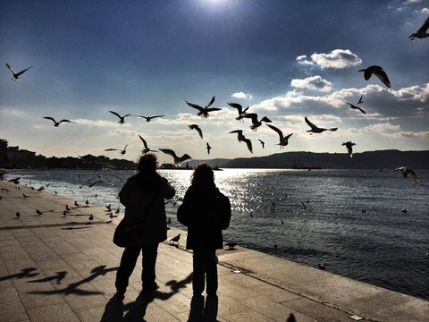 Deniz ve Martılar