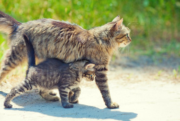 Obraz premium Mom cat walking with little kitten