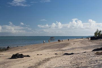 Fototapeta na wymiar Troupeau de vache et leur petit sur une plage de l'île de Rodrigues dans l'océan Indien