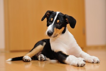 Curious Smooth Collie puppy lying on the floor