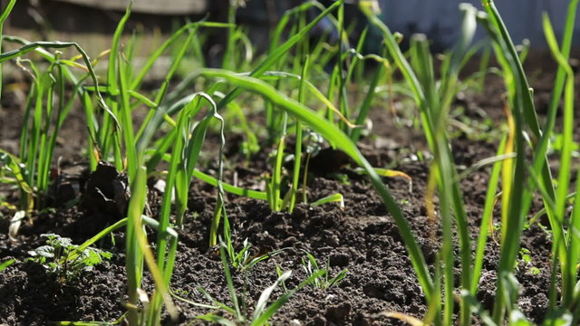 close up of green garlic in the wind